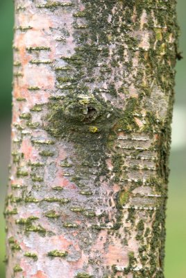 Betula maximowicziana - bříza maximovičova - kůra